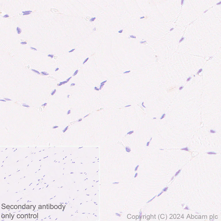 Immunohistochemistry (Formalin/PFA-fixed paraffin-embedded sections) - Anti-SHMT2/SHMT antibody [EPR28607-51] - BSA and Azide free (AB316329)