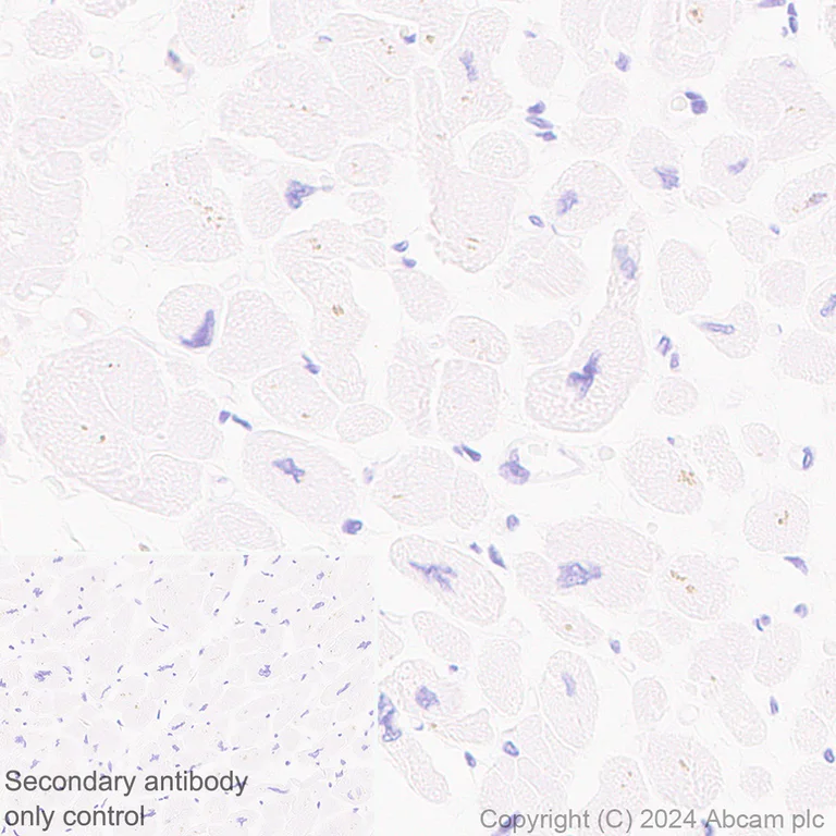 Immunohistochemistry (Formalin/PFA-fixed paraffin-embedded sections) - Anti-SHMT2/SHMT antibody [EPR28607-51] - BSA and Azide free (AB316329)