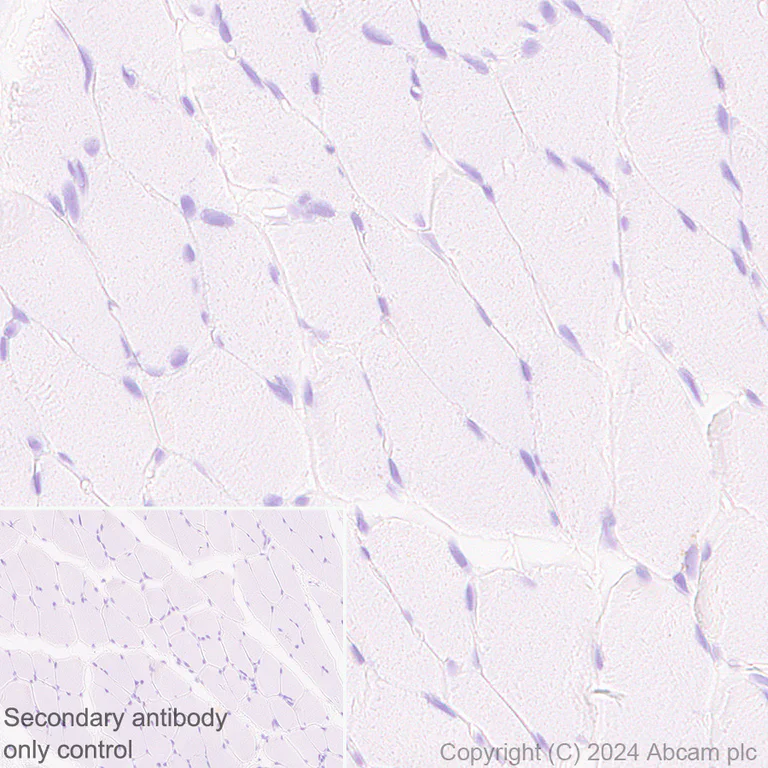 Immunohistochemistry (Formalin/PFA-fixed paraffin-embedded sections) - Anti-SHMT2/SHMT antibody [EPR28607-51] - BSA and Azide free (AB316329)