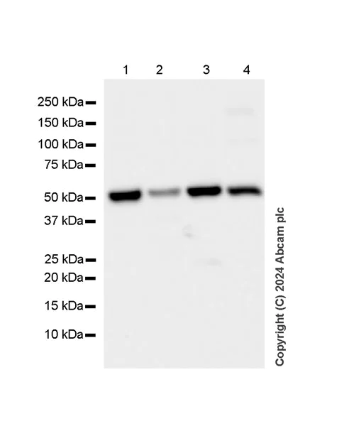 Western blot - Anti-SHMT2/SHMT antibody [EPR28607-51] - BSA and Azide free (AB316329)