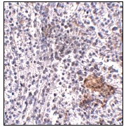 Immunohistochemistry (Formalin/PFA-fixed paraffin-embedded sections) - Anti-Shoc2 / Sur8 antibody (AB106430)