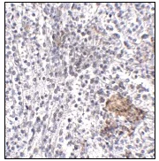 Immunohistochemistry (Formalin/PFA-fixed paraffin-embedded sections) - Anti-Shoc2 / Sur8 antibody (AB106430)