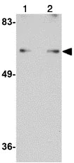 Western blot - Anti-Shoc2 / Sur8 antibody (AB106430)