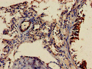 Immunohistochemistry (Formalin/PFA-fixed paraffin-embedded sections) - Anti-Shoc2 / Sur8 antibody (AB229805)