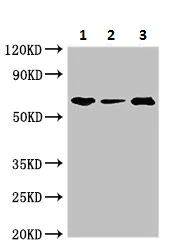 Western blot - Anti-Shoc2 / Sur8 antibody (AB229805)
