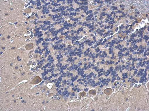 Immunohistochemistry (Formalin/PFA-fixed paraffin-embedded sections) - Anti-Shoc2 / Sur8 antibody - C-terminal (AB229315)