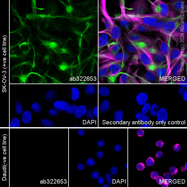 Immunocytochemistry/ Immunofluorescence - Anti-Shootin-1 antibody [EPR29089-44] (AB322653)