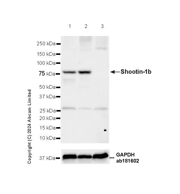 Western blot - Anti-Shootin-1 antibody [EPR29089-44] (AB322653)
