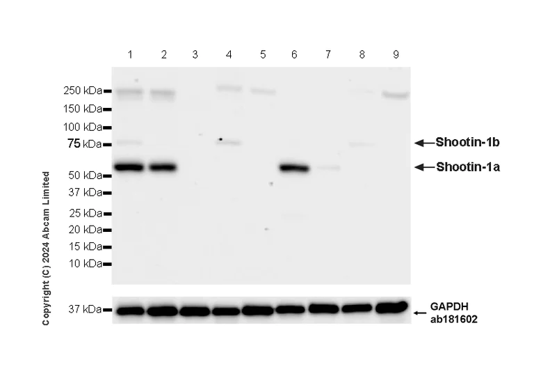 Western blot - Anti-Shootin-1 antibody [EPR29089-44] (AB322653)