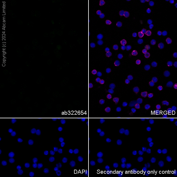 Immunocytochemistry/ Immunofluorescence - Anti-Shootin-1 antibody [EPR29089-46] (AB322654), expandable thumbnail