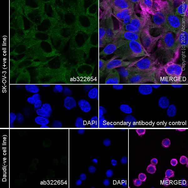 Immunocytochemistry/ Immunofluorescence - Anti-Shootin-1 antibody [EPR29089-46] - BSA and Azide free (AB324812)