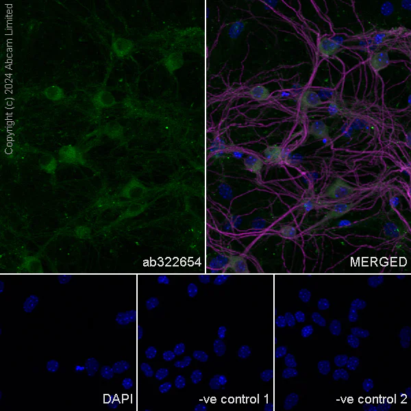 Immunocytochemistry/ Immunofluorescence - Anti-Shootin-1 antibody [EPR29089-46] - BSA and Azide free (AB324812)