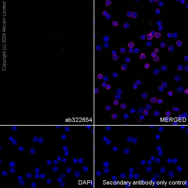 Immunocytochemistry/ Immunofluorescence - Anti-Shootin-1 antibody [EPR29089-46] - BSA and Azide free (AB324812)