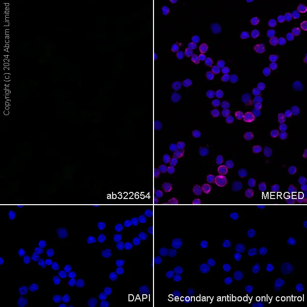 Immunocytochemistry/ Immunofluorescence - Anti-Shootin-1 antibody [EPR29089-46] - BSA and Azide free (AB324812)
