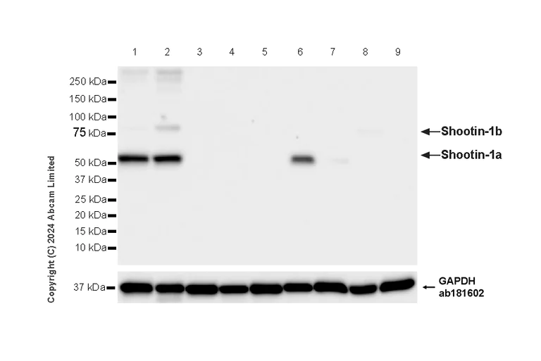 Western blot - Anti-Shootin-1 antibody [EPR29089-46] - BSA and Azide free (AB324812)