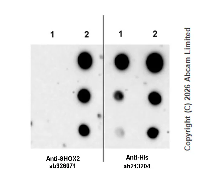 Dot Blot - Anti-SHOX2 antibody [EPR30169-39] (AB326071)