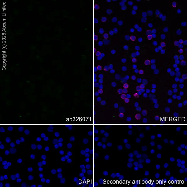 Immunocytochemistry/ Immunofluorescence - Anti-SHOX2 antibody [EPR30169-39] (AB326071)
