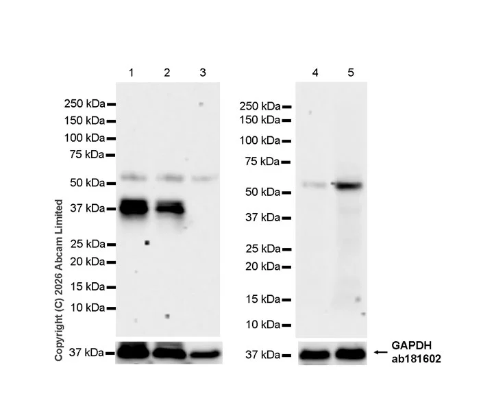 Western blot - Anti-SHOX2 antibody [EPR30169-39] (AB326071)