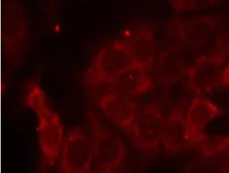 Immunocytochemistry/ Immunofluorescence - Anti-SHP1 antibody (AB131537)