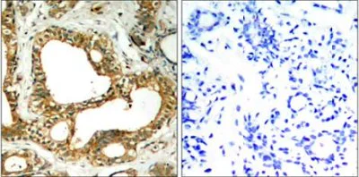 Immunohistochemistry (Formalin/PFA-fixed paraffin-embedded sections) - Anti-SHP1 antibody (AB131537)