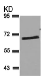 Western blot - Anti-SHP1 antibody (AB131537)