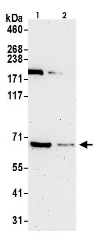 Western blot - Anti-SHP1 antibody (AB264366), expandable thumbnail