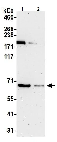 Western blot - Anti-SHP1 antibody (AB264366)