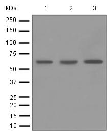 Western blot - Anti-SHP1 antibody [EPR5519] (AB124942), expandable thumbnail