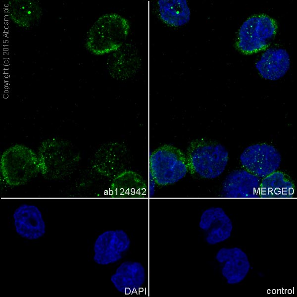 Immunocytochemistry/ Immunofluorescence - Anti-SHP1 antibody [EPR5519] - BSA and Azide free (AB240949), expandable thumbnail