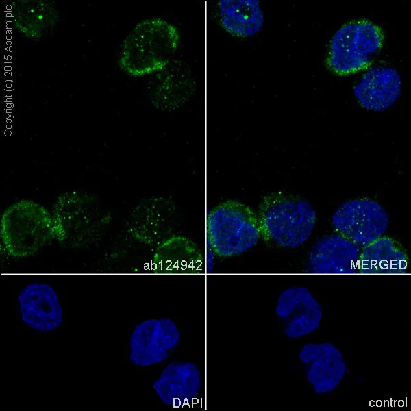 Immunocytochemistry/ Immunofluorescence - Anti-SHP1 antibody [EPR5519] - BSA and Azide free (AB240949)