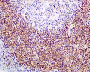 Immunohistochemistry (Formalin/PFA-fixed paraffin-embedded sections) - Anti-SHP1 antibody [EPR5519] - BSA and Azide free (AB240949)