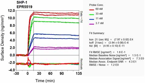 OI-RD Scanning - Anti-SHP1 antibody [EPR5519] - BSA and Azide free (AB240949), expandable thumbnail