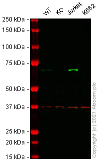 Western blot - Anti-SHP1 antibody [EPR5519] - BSA and Azide free (AB240949)