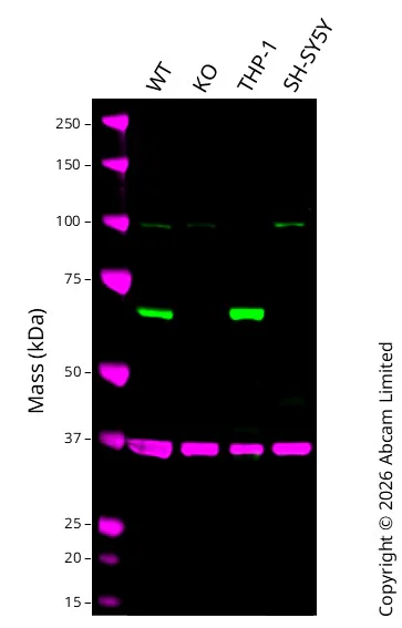 Western blot - Anti-SHP1 antibody [EPR5519] - BSA and Azide free (AB240949)
