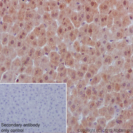 Immunohistochemistry (Formalin/PFA-fixed paraffin-embedded sections) - Anti-SHP1 antibody [Y476] (AB32559), expandable thumbnail