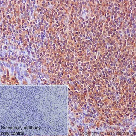 Immunohistochemistry (Formalin/PFA-fixed paraffin-embedded sections) - Anti-SHP1 antibody [Y476] (AB32559)