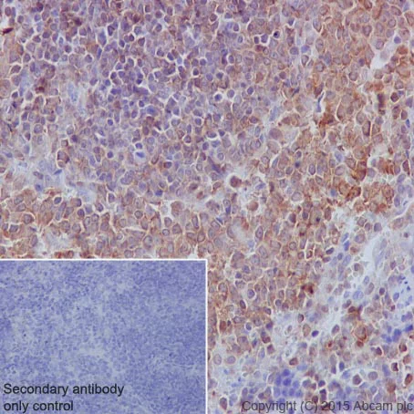 Immunohistochemistry (Formalin/PFA-fixed paraffin-embedded sections) - Anti-SHP1 antibody [Y476] (AB32559)