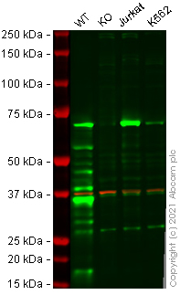 Western blot - Anti-SHP1 antibody [Y476] (AB32559), expandable thumbnail
