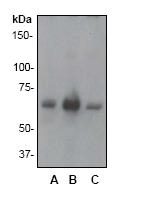 Western blot - Anti-SHP1 antibody [Y476] (ab32559), expandable thumbnail