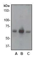 Western blot - Anti-SHP1 antibody [Y476] (AB32559)