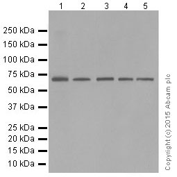 Western blot - Anti-SHP1 antibody [Y476] (AB32559), expandable thumbnail