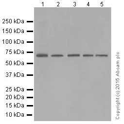Western blot - Anti-SHP1 antibody [Y476] (AB32559)