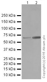 Western blot - Anti-SHP1 antibody [Y476] (AB32559), expandable thumbnail