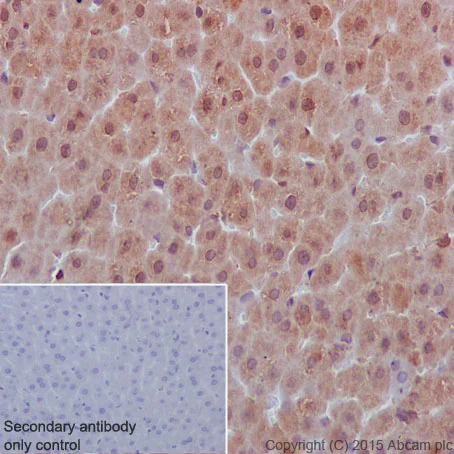 Immunohistochemistry (Formalin/PFA-fixed paraffin-embedded sections) - Anti-SHP1 antibody [Y476] - BSA and Azide free (AB226008)