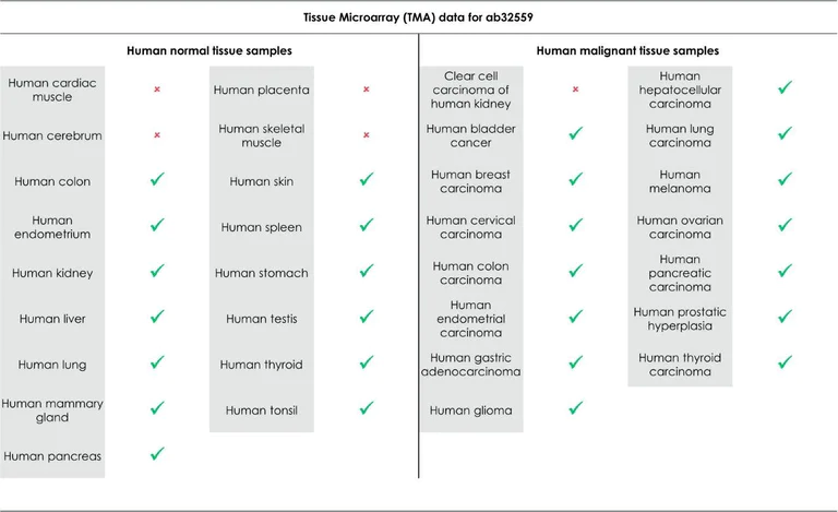 Immunohistochemistry (Formalin/PFA-fixed paraffin-embedded sections) - Anti-SHP1 antibody [Y476] - BSA and Azide free (AB226008)