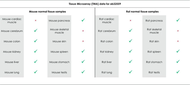 Immunohistochemistry (Formalin/PFA-fixed paraffin-embedded sections) - Anti-SHP1 antibody [Y476] - BSA and Azide free (AB226008)