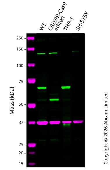 Western blot - Anti-SHP1 antibody [Y476] - BSA and Azide free (AB226008)