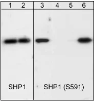 Western blot - Anti-SHP1 (phospho S591) antibody (AB41436)
