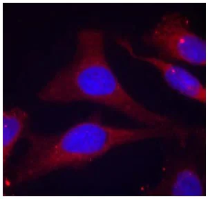 Immunocytochemistry/ Immunofluorescence - Anti-SHP1 (phospho Y536) antibody (AB131500)