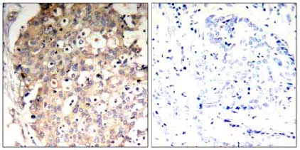Immunohistochemistry (Formalin/PFA-fixed paraffin-embedded sections) - Anti-SHP1 (phospho Y536) antibody (AB131500)